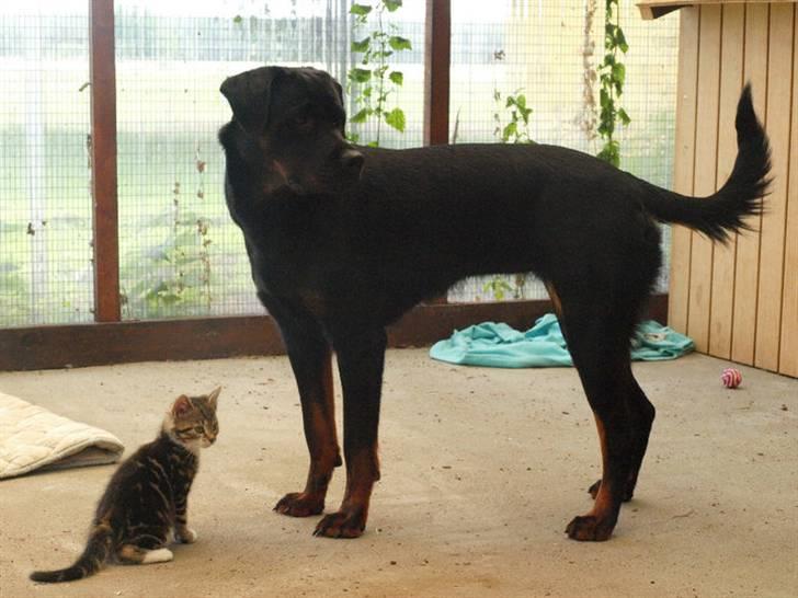 Huskat Chanél billede 6