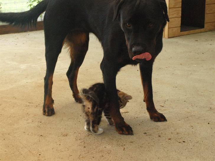 Huskat Chanél billede 7