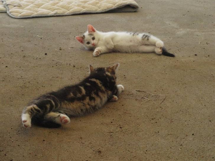 Huskat Chanél billede 9