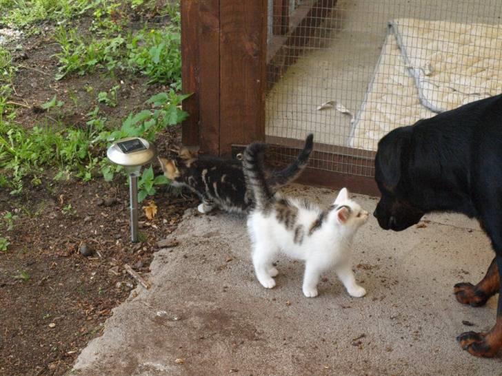 Huskat Chanél billede 10