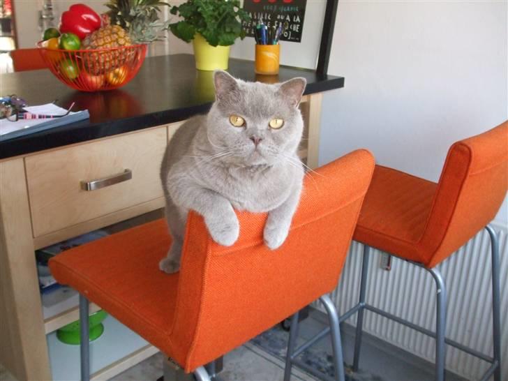 British Shorthair Mads - Hallooooo, er det snart madtid? billede 1