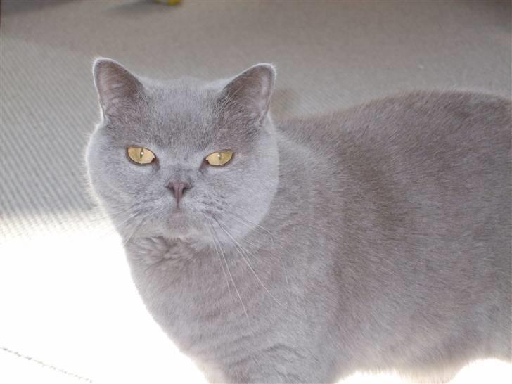 British Shorthair Mads - STOR HAN i en lille krop billede 2