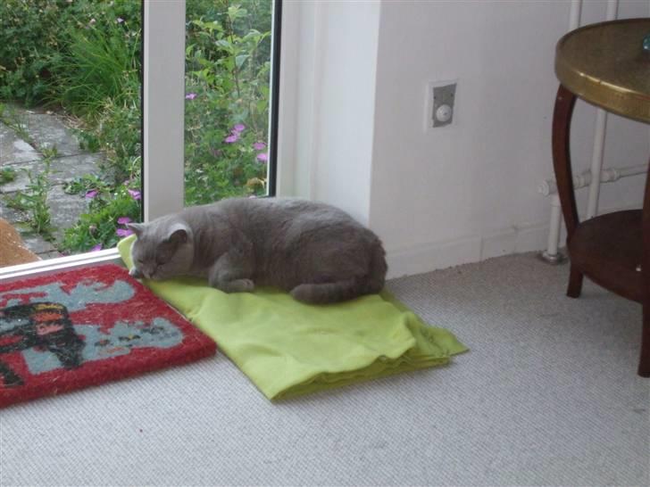 British Shorthair Mads - Hvorfor ligge udenfor, når det er mere behageligt inde på tæppet! billede 3