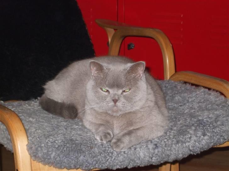 British Shorthair Mads - ja, Mads matcher møblerne billede 4