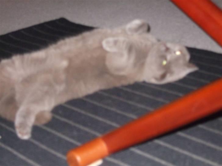 British Shorthair Mads - Typisk Mads (typisk britte?), elsker at ligge sådan .;0) billede 5