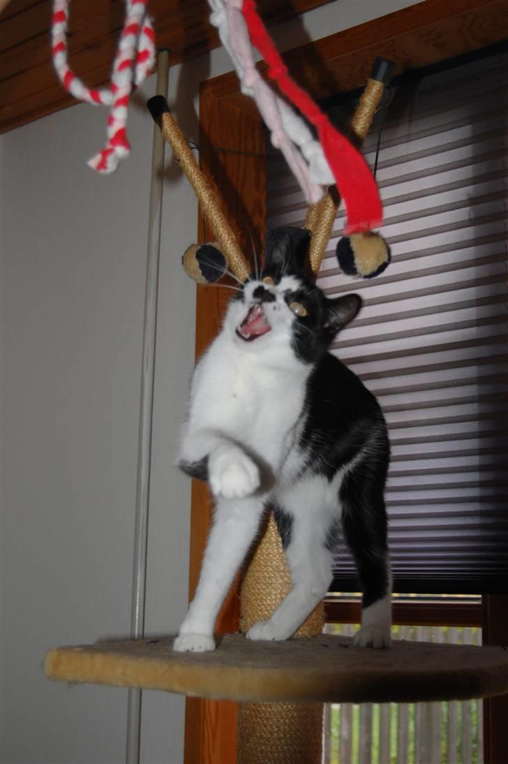 Huskat .DOT - Killer cat!!! billede 16