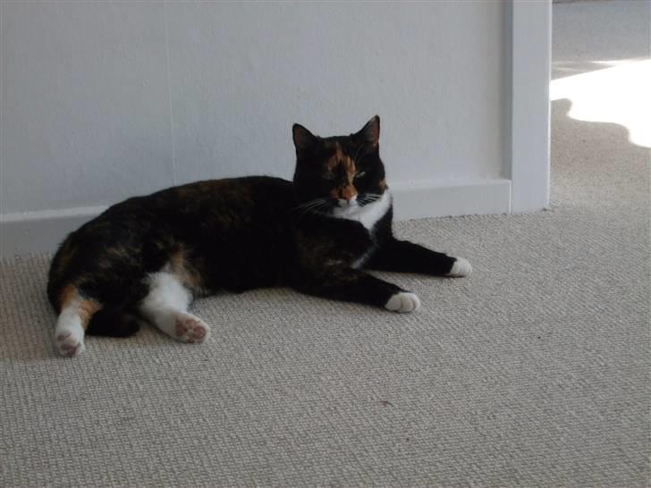 Huskat Mille - sådan skal en kat da ligge.. billede 1