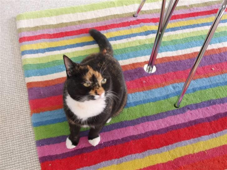 Huskat Mille - Davs med dig... billede 2