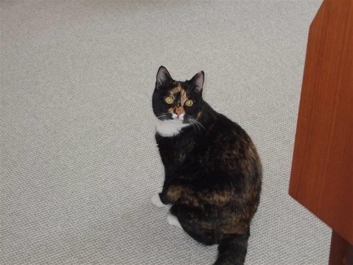 Huskat Mille - ihh, nu igen billede 3