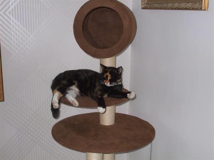 Huskat Mille - Som sædvanlig lidt højt "på strå":o) billede 4