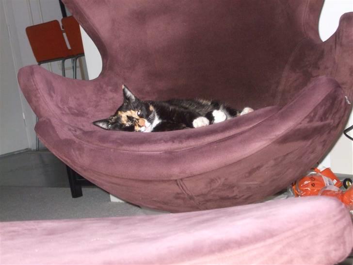 Huskat Mille - Milles ynglingsbeskæftigelse billede 5