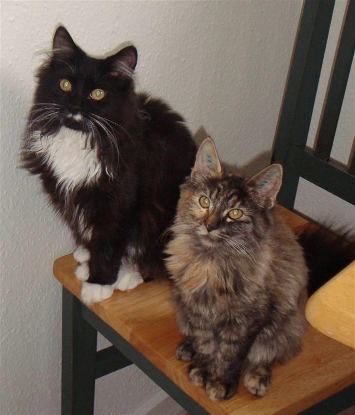 Blanding af racer Gitte - lilleskid og Gittemis billede 17