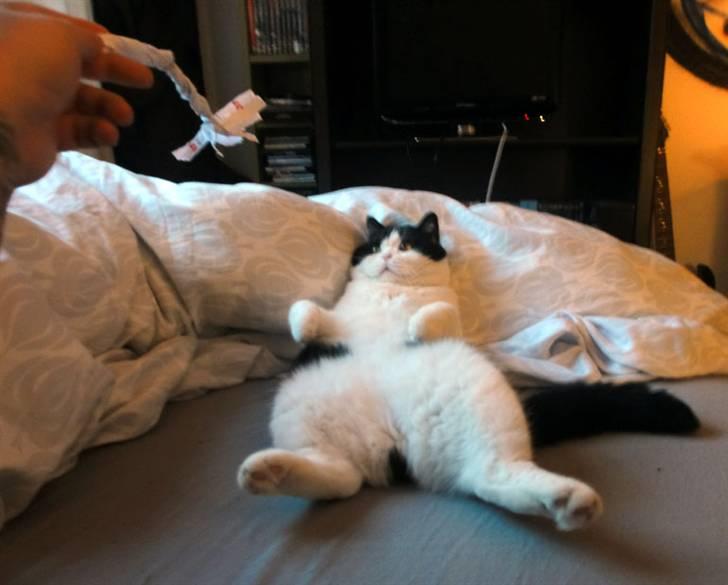 British Shorthair Kenzo - leg med "far" er det bedste! :) billede 4