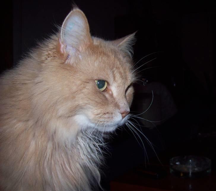 Maine Coon Geo - GEO!! billede 11