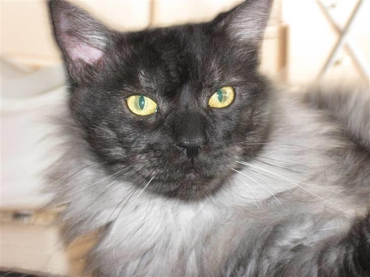 Maine Coon Toulouse - Flotte fyr;-) billede 1