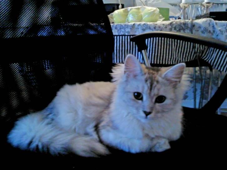 Blanding af racer Tess billede 1