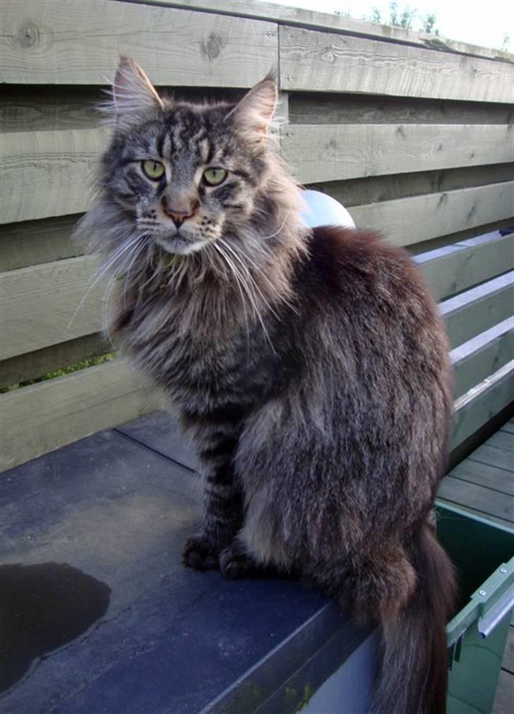 Maine Coon Fernando billede 6