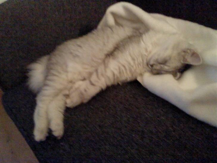 Blanding af racer Tess - En meeeget afslappet Tess billede 2