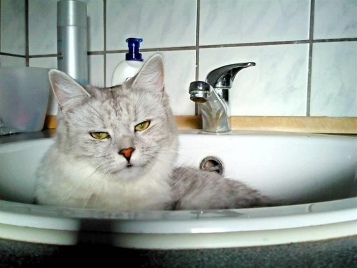 Blanding af racer Tess - Håndvasken passer lige til en lille misselur:) billede 3