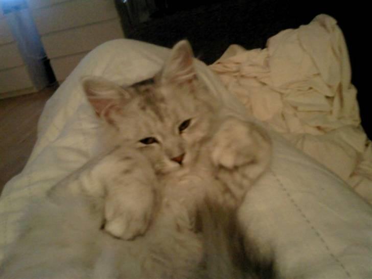 Blanding af racer Tess - "Kan du liiige nusse mig lidt på mavsen???" billede 4