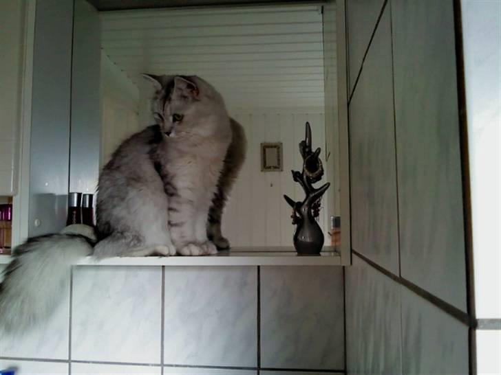 Blanding af racer Tess - "Jeg VED at jeg er smuk" billede 5