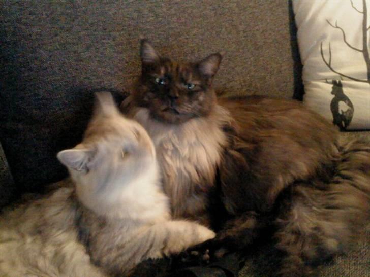 Maine Coon Toulouse billede 2