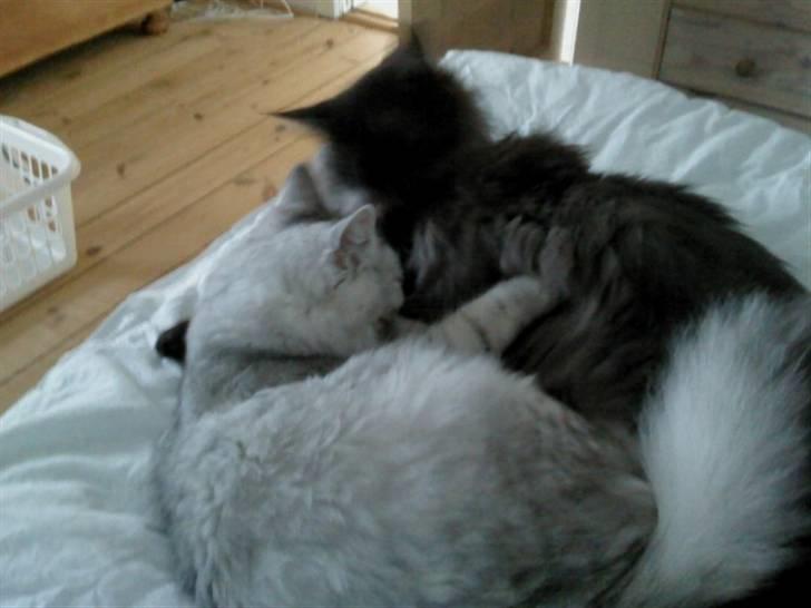 Maine Coon Toulouse billede 3