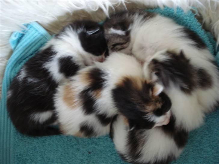 Blanding af racer ILLA - 30.10-2010 billede 10