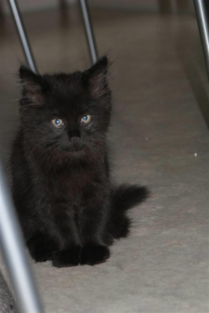 Blanding af racer Gustav (Fuckface) billede 2