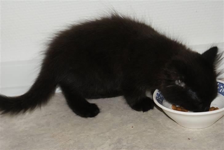 Blanding af racer Gustav (Fuckface) billede 3