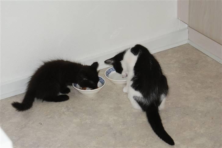 Blanding af racer Gustav (Fuckface) billede 4