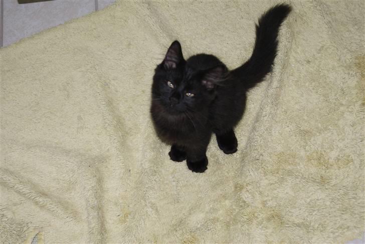 Blanding af racer Gustav (Fuckface) billede 5