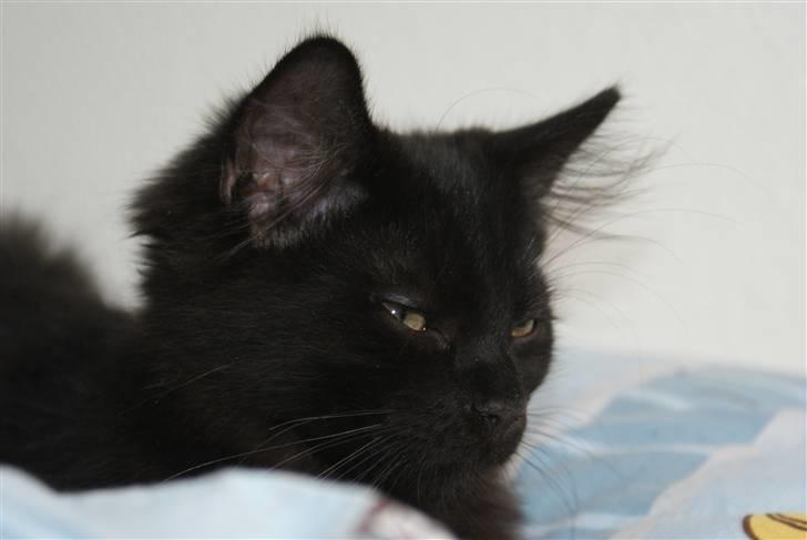 Blanding af racer Gustav (Fuckface) billede 6