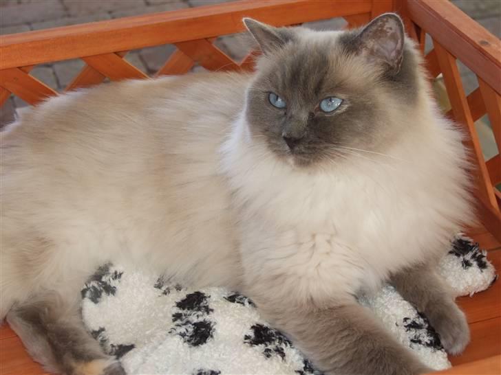 Ragdoll DK Vandoll Chantelle billede 1