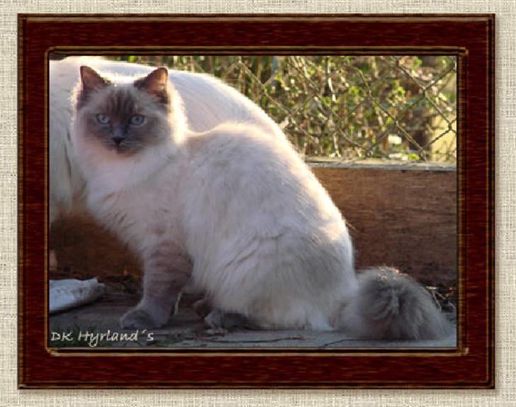Ragdoll DK Vandoll Chantelle billede 2