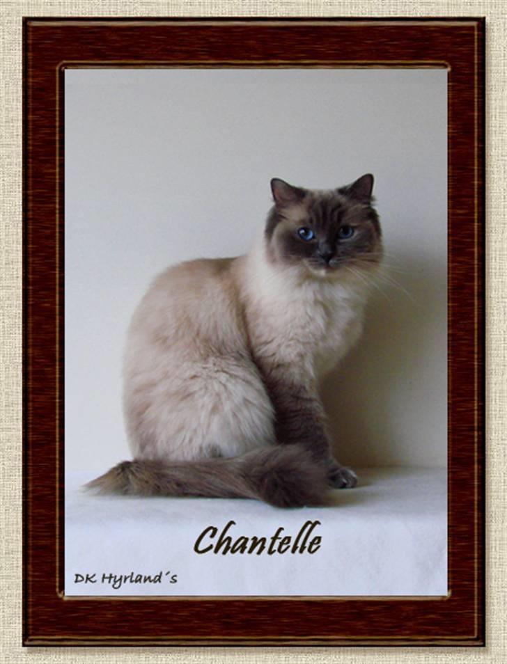 Ragdoll DK Vandoll Chantelle billede 3