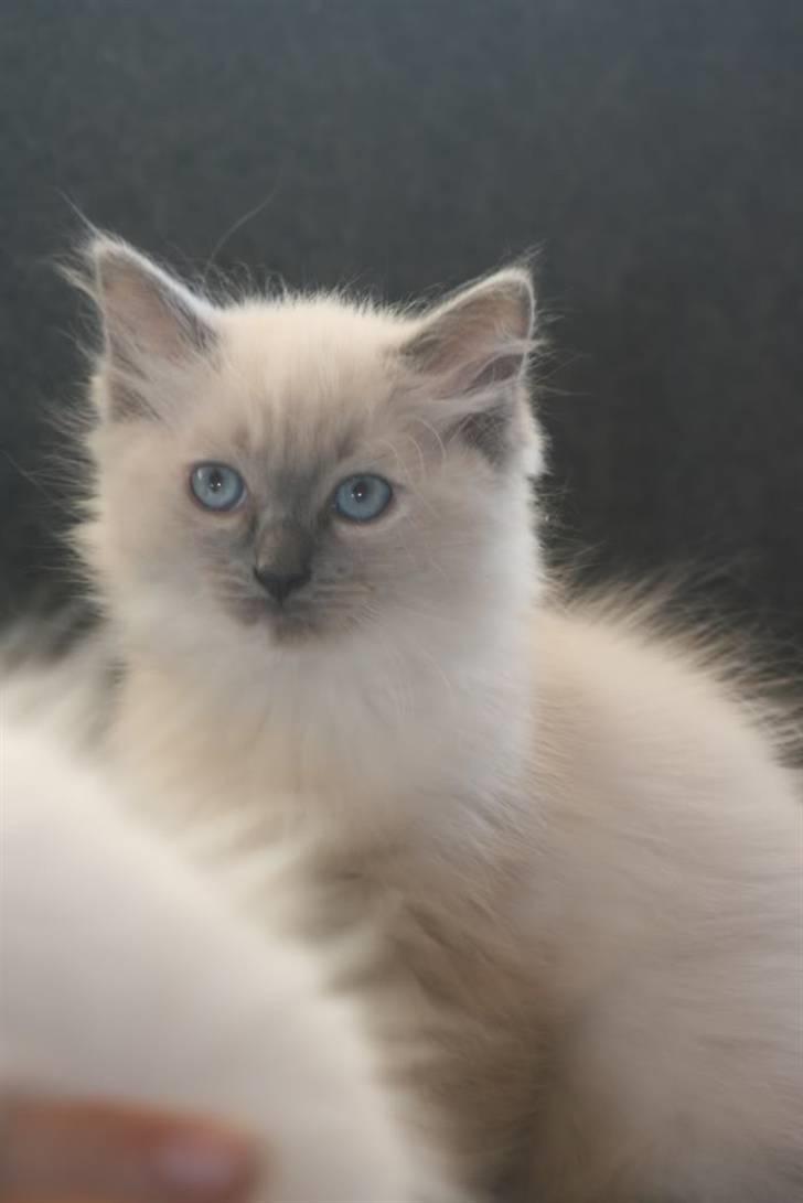 Ragdoll DK Vandoll Chantelle billede 4