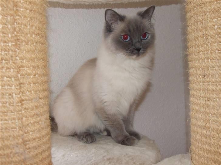 Ragdoll DK Vandoll Chantelle billede 5