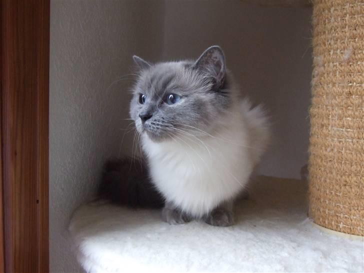 Ragdoll DK Vandoll Chantelle billede 6