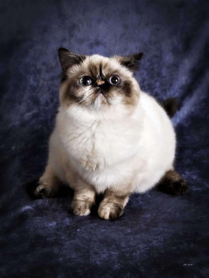 Colorpoint DK. Cha-mamitosu Armorill billede 1