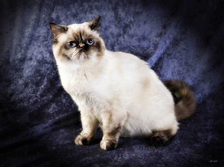 Colorpoint DK. Cha-mamitosu Armorill billede 2