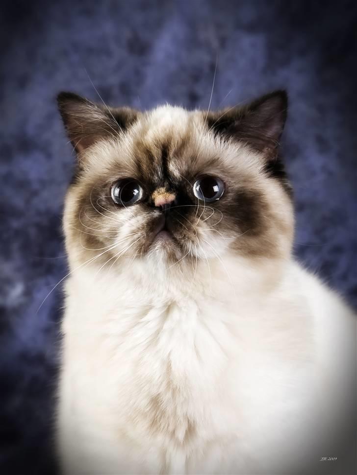 Colorpoint DK. Cha-mamitosu Armorill billede 3