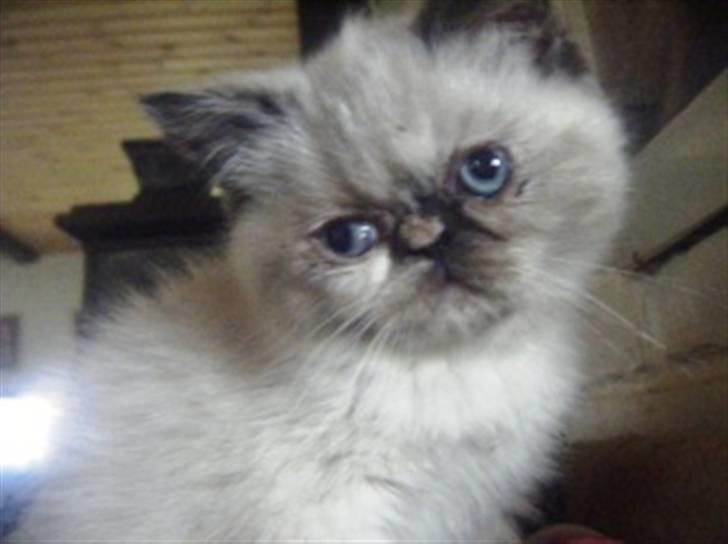 Colorpoint DK. Cha-mamitosu Armorill billede 4