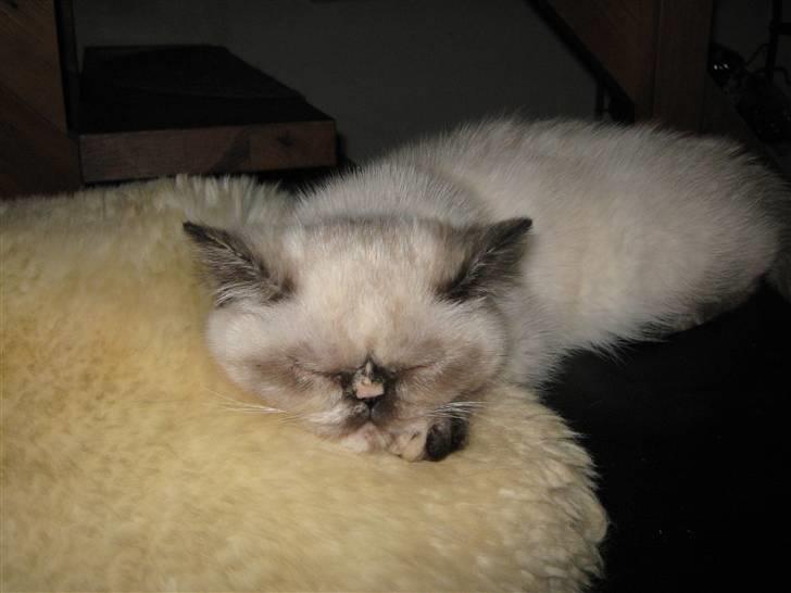 Colorpoint DK. Cha-mamitosu Armorill billede 5