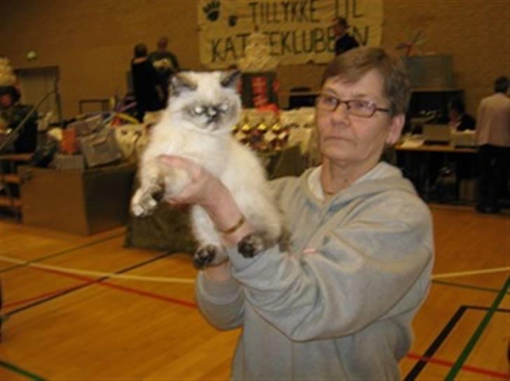 Colorpoint DK. Cha-mamitosu Armorill billede 6