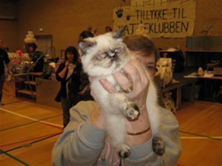 Colorpoint DK. Cha-mamitosu Armorill billede 7