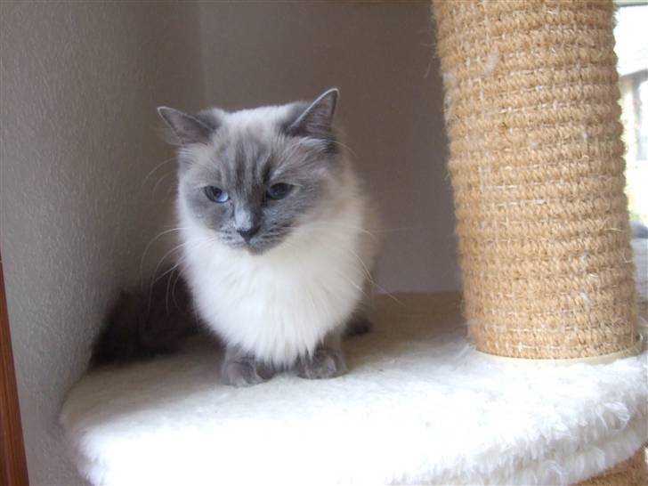 Ragdoll DK Vandoll Chantelle billede 7