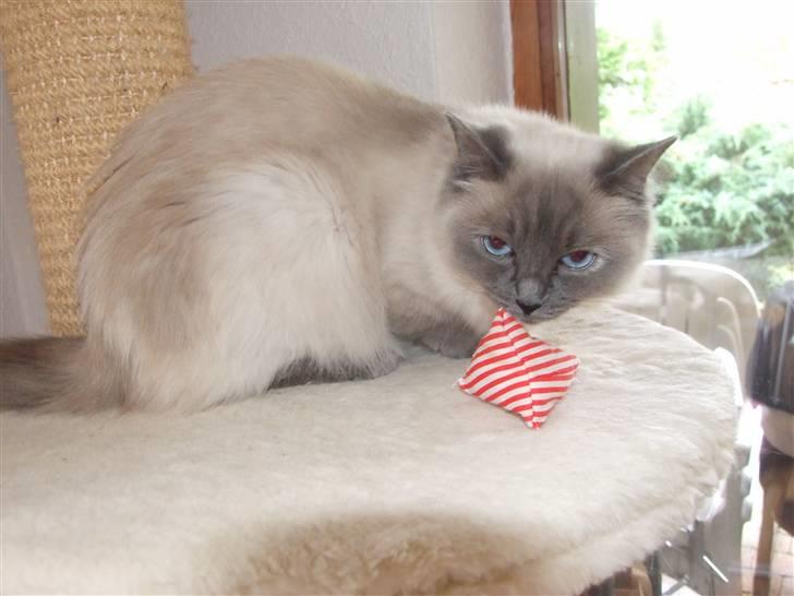 Ragdoll DK Vandoll Chantelle billede 8