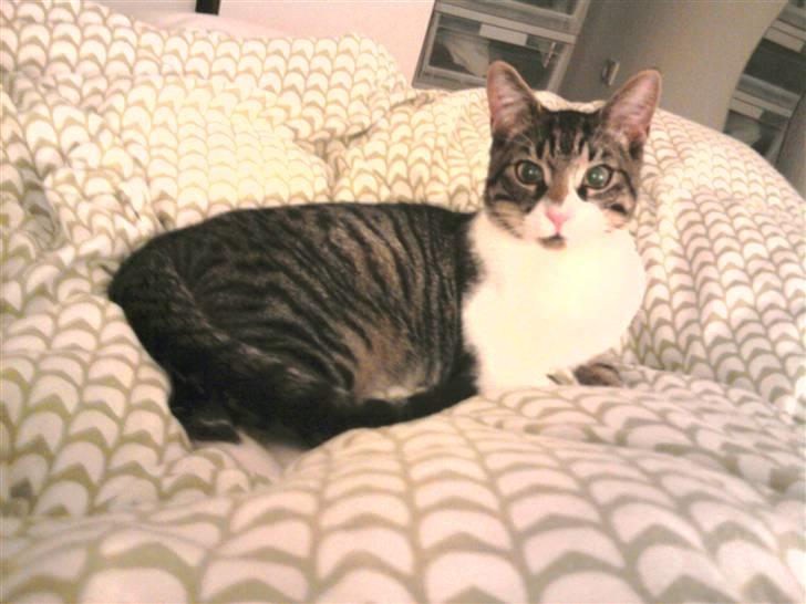 Huskat Snøvs - Velkommen :) billede 1