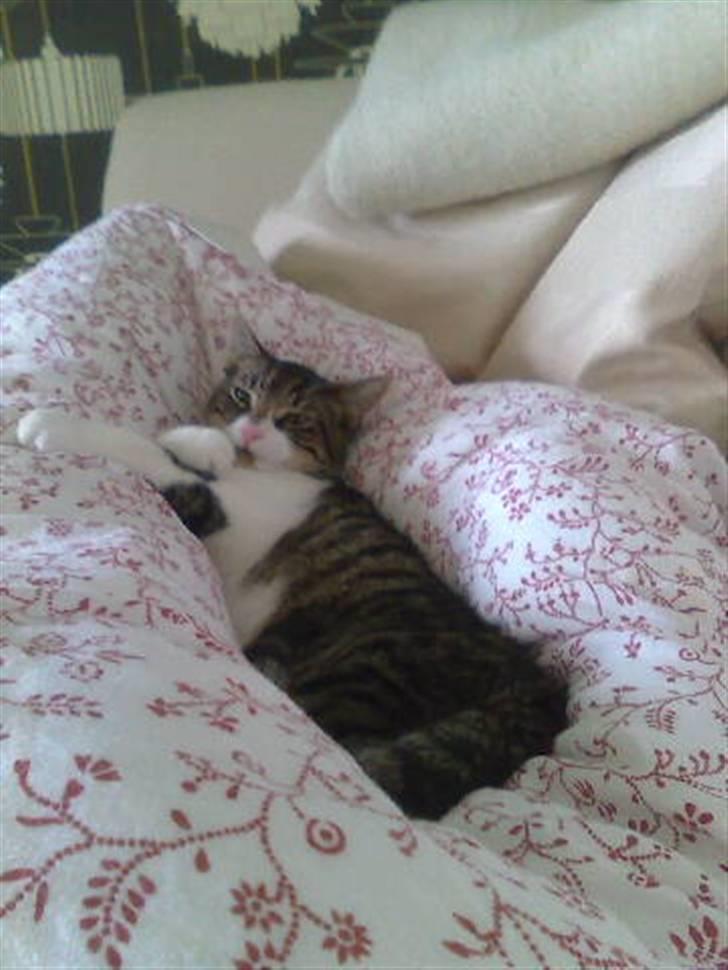 Huskat Snøvs - Snorkebob billede 2